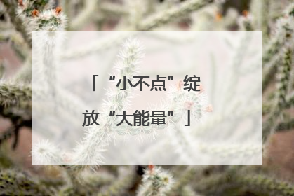 “小不点”绽放“大能量”