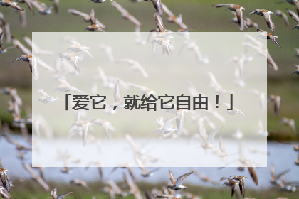 爱它，就给它自由！
