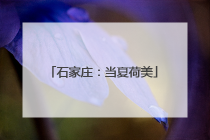 石家庄：当夏荷美