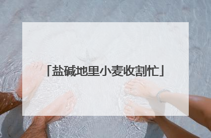 盐碱地里小麦收割忙