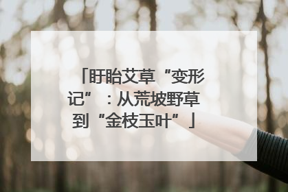 盱眙艾草“变形记”：从荒坡野草到“金枝玉叶”