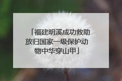 福建明溪成功救助放归国家一级保护动物中华穿山甲
