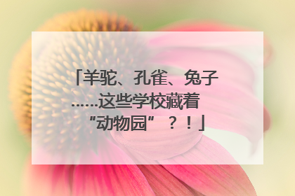 羊驼、孔雀、兔子……这些学校藏着 “动物园”？！