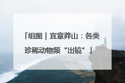 组图｜宜章莽山：各类珍稀动物频“出镜”
