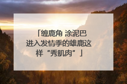 缠鹿角 涂泥巴 进入发情季的雄鹿这样“秀肌肉”