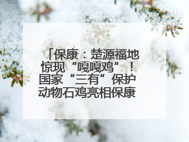 保康：楚源福地惊现“嘎嘎鸡”！国家“三有”保护动物石鸡亮相保康沿河公园