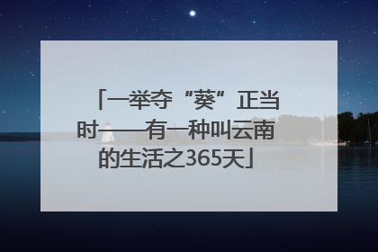 一举夺“葵”正当时——有一种叫云南的生活之365天