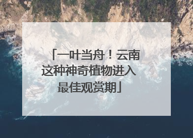 一叶当舟！云南这种神奇植物进入最佳观赏期