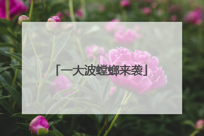 一大波螳螂来袭