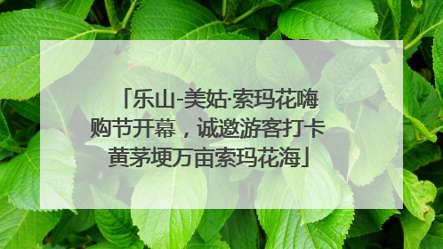 乐山-美姑·索玛花嗨购节开幕，诚邀游客打卡黄茅埂万亩索玛花海