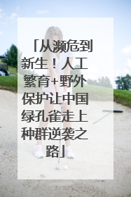 从濒危到新生！人工繁育+野外保护让中国绿孔雀走上种群逆袭之路