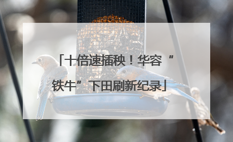 十倍速插秧！华容“铁牛”下田刷新纪录