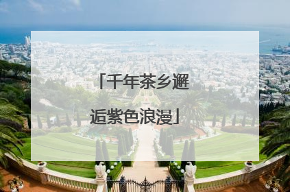 千年茶乡邂逅紫色浪漫