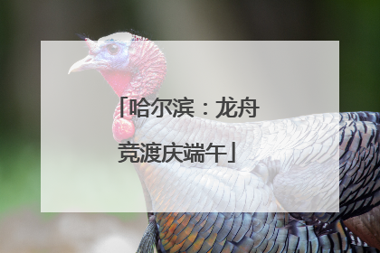 哈尔滨：龙舟竞渡庆端午
