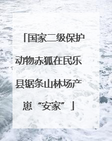 国家二级保护动物赤狐在民乐县锯条山林场产崽“安家”