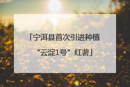 宁洱县首次引进种植“云淀1号”红薯