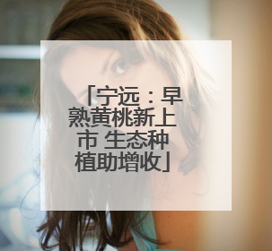 宁远：早熟黄桃新上市 生态种植助增收