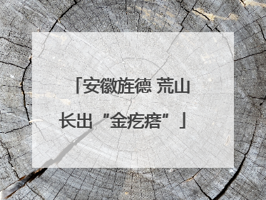 安徽旌德 荒山长出“金疙瘩”
