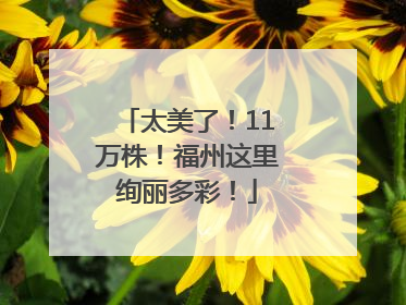 太美了！11万株！福州这里绚丽多彩！