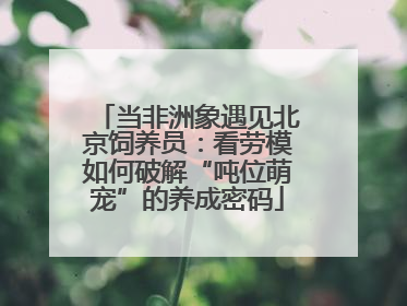 当非洲象遇见北京饲养员：看劳模如何破解“吨位萌宠”的养成密码