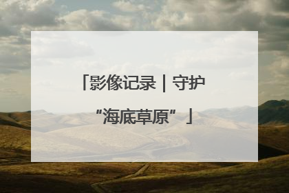 影像记录｜守护“海底草原”