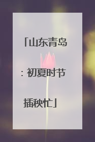 山东青岛：初夏时节插秧忙