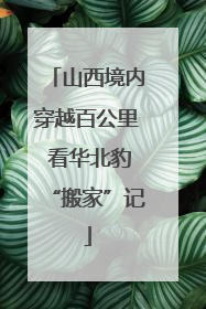 山西境内穿越百公里 看华北豹“搬家”记
