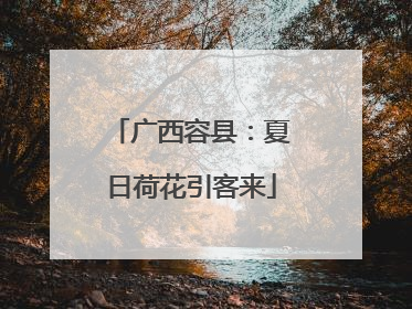 广西容县：夏日荷花引客来