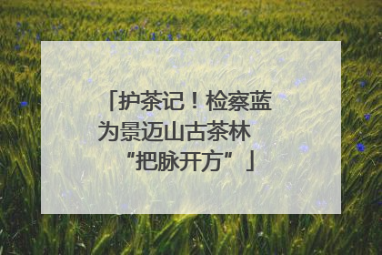 护茶记！检察蓝为景迈山古茶林 “把脉开方”