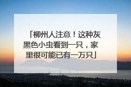 柳州人注意！这种灰黑色小虫看到一只，家里很可能已有一万只