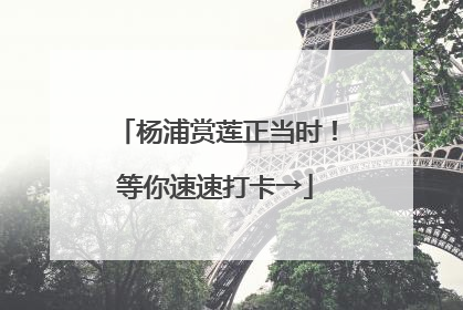 杨浦赏莲正当时！等你速速打卡→