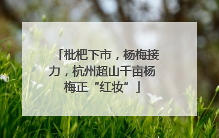 枇杷下市，杨梅接力，杭州超山千亩杨梅正“红妆”