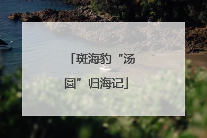 斑海豹“汤圆”归海记