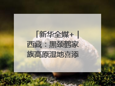 新华全媒+｜西藏：黑颈鹤家族高原湿地喜添“萌宝”
