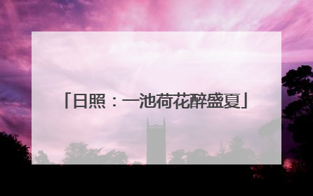 日照：一池荷花醉盛夏