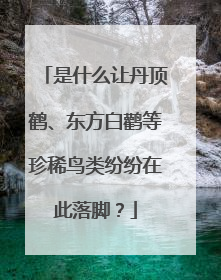 是什么让丹顶鹤、东方白鹳等珍稀鸟类纷纷在此落脚？