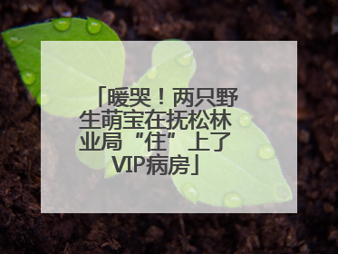 暖哭！两只野生萌宝在抚松林业局“住”上了VIP病房
