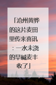 沧州黄骅的这片麦田里传来喜讯：一水未浇的旱碱麦丰收了