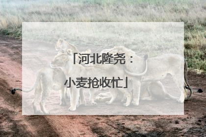 河北隆尧：小麦抢收忙