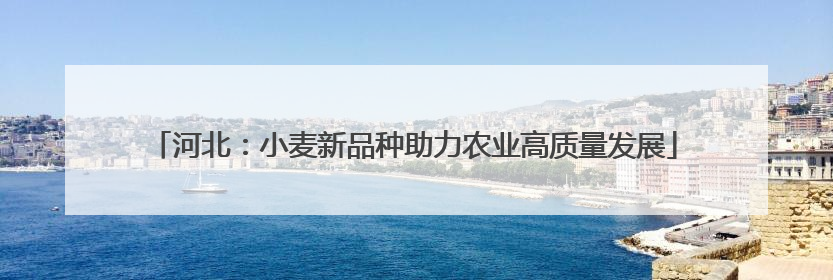 河北：小麦新品种助力农业高质量发展