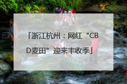 浙江杭州：网红“CBD麦田”迎来丰收季