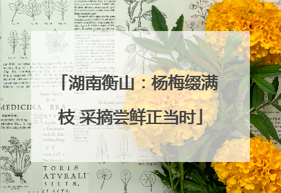 湖南衡山：杨梅缀满枝 采摘尝鲜正当时