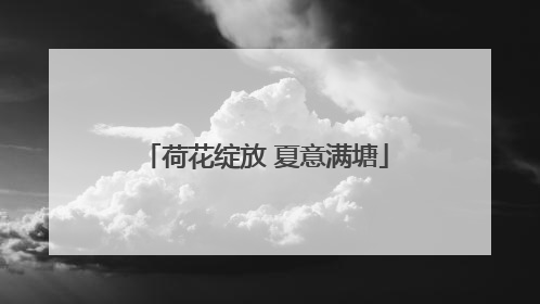 荷花绽放 夏意满塘