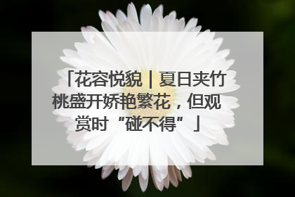 花容悦貌｜夏日夹竹桃盛开娇艳繁花，但观赏时“碰不得”