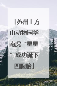 苏州上方山动物园华南虎“星星”成功诞下四胞胎