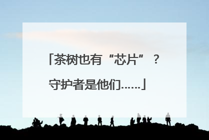 茶树也有“芯片”？守护者是他们……