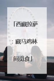 西藏拉萨：藏马鸡林间觅食