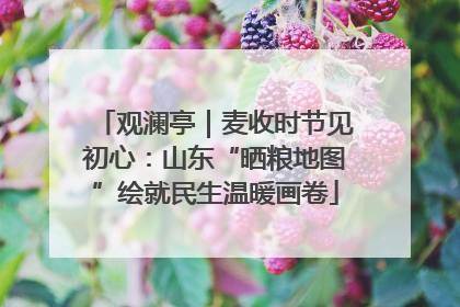观澜亭｜麦收时节见初心：山东“晒粮地图”绘就民生温暖画卷
