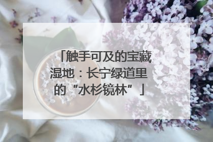 触手可及的宝藏湿地：长宁绿道里的“水杉镜林”