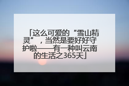这么可爱的“雪山精灵”，当然是要好好守护啦——有一种叫云南的生活之365天